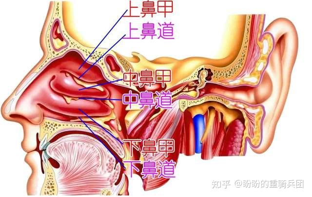 我们的两侧鼻腔都由上,中,下三条鼻甲分隔成对应的上,中,下三条鼻道