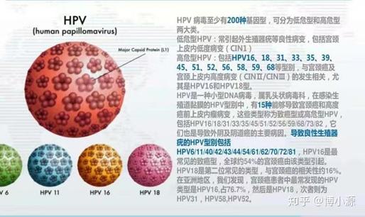 hpv有哪些类型