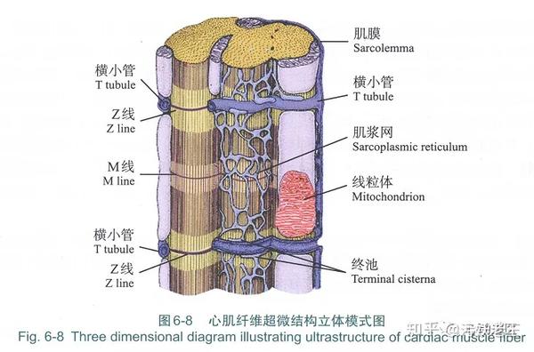 002 心电图的微观结构基础——心肌的组织学特征