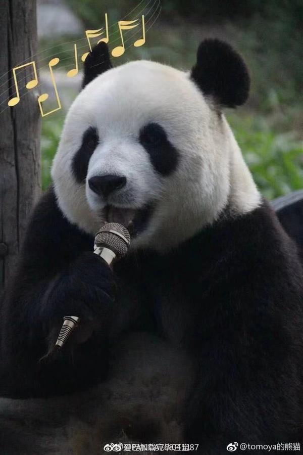 大熊猫究竟有多可爱?