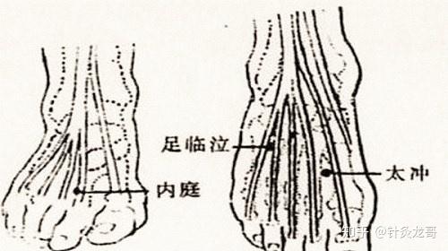 (3)足临泣