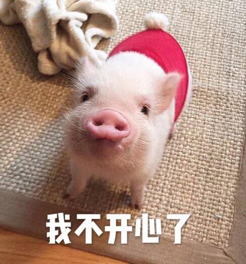 有哪些猪的搞笑图片或者表情包?