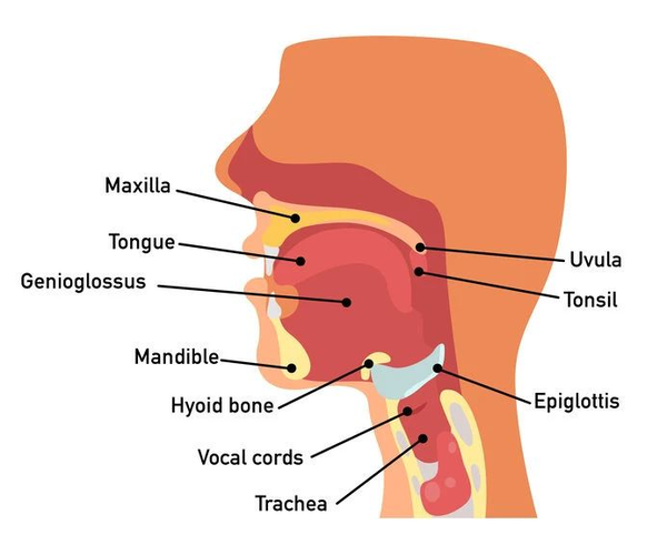 (图   人类咽喉和口腔构造)