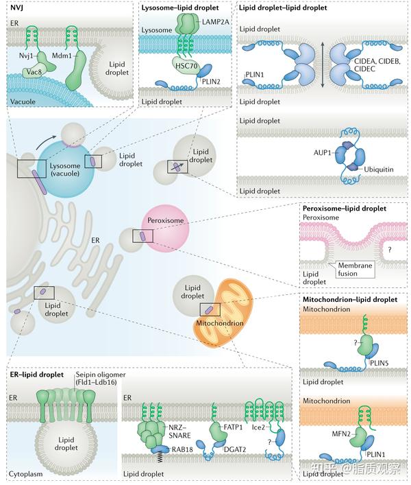 Nature Reviews重磅综述脂滴动力学及功能 第二谈之脂滴与细胞器互作 知乎