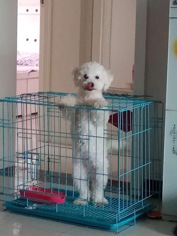 比熊小团子成长日记