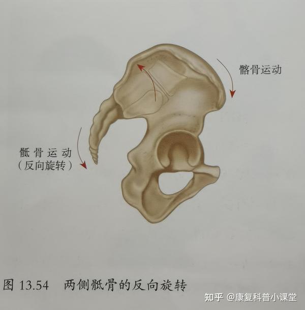 骨盆的治疗 第三篇——骶髂关节功能紊乱的治疗方案