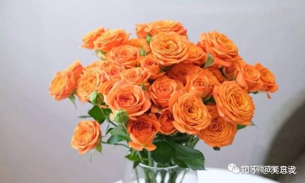 橙色芭比太阳的颜色橙色多头玫瑰的最新代表