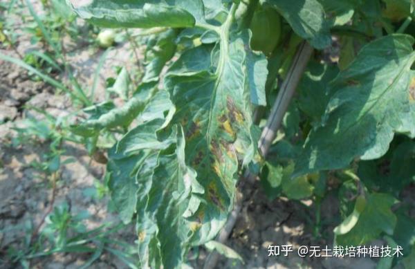 番茄褪绿病毒,多在西红柿开花后开始显症,主要表现症状为上部3,4 片