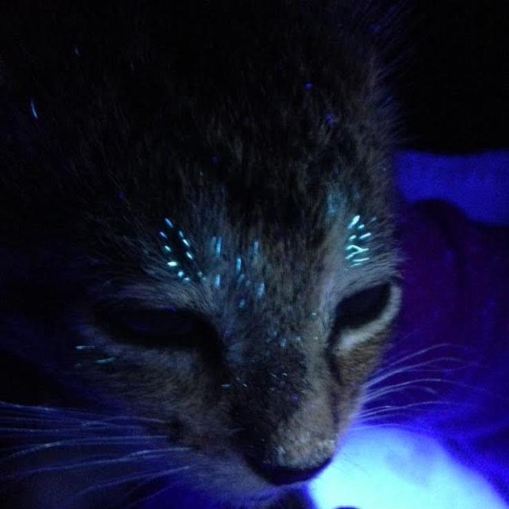 猫得猫藓可以自愈吗跟猫粮有关系吗