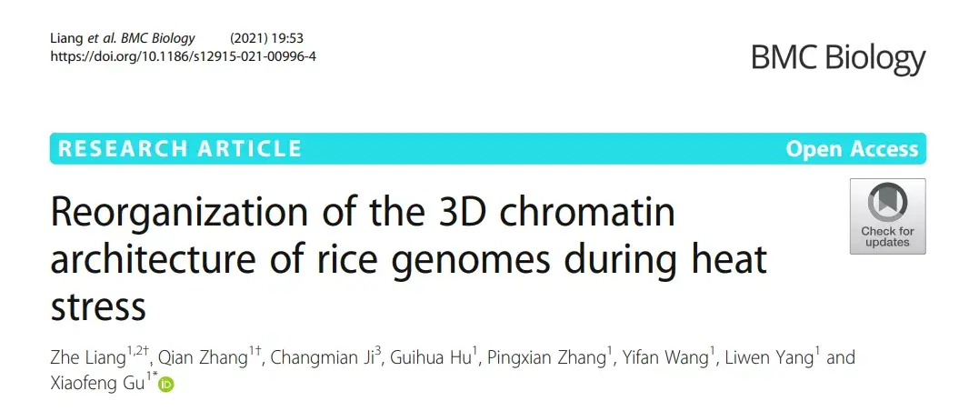 中国农科院谷晓峰团队揭示籼粳稻间耐高温差异的染色质三维结构变化