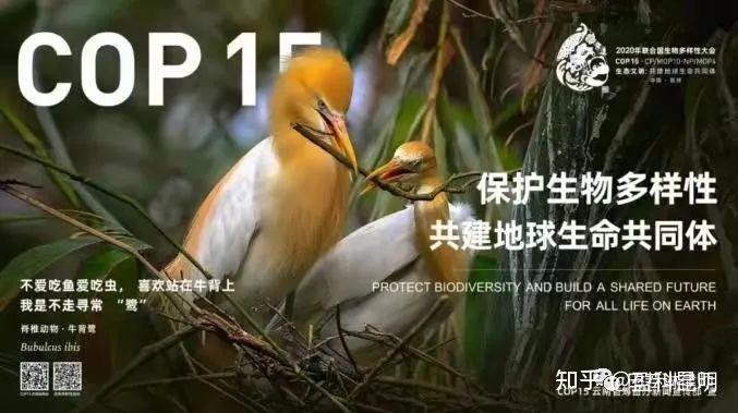 《生物多样性公约》缔约方大会第十五次会议(cbd cop15)是联合国以