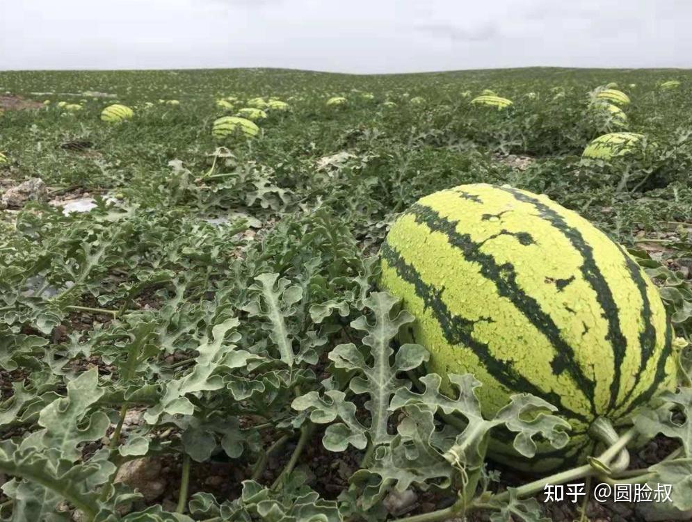 种戈壁西瓜违法硒砂瓜一年一茬为什么被局部禁种