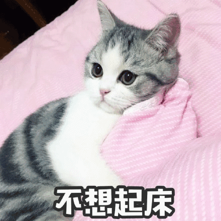 壁纸 动物 猫 猫咪 小猫 桌面 440_440 gif 动态图 动图