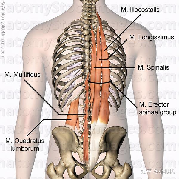 伸腰肌群解剖图