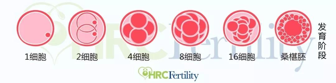 hrc课堂 | 5cc囊胚的成功率如何?等级高的胚胎就一定能够移植成功吗?