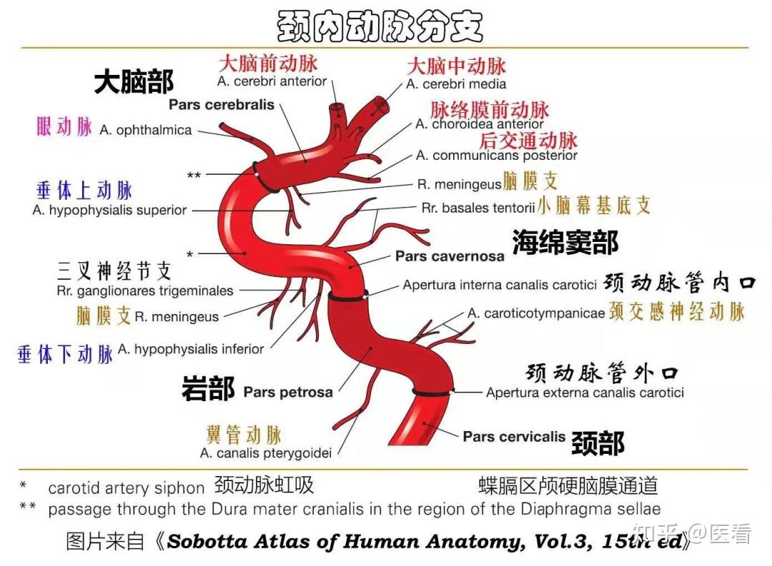 精美解剖图谱:颈内动脉的走行,分段,分支