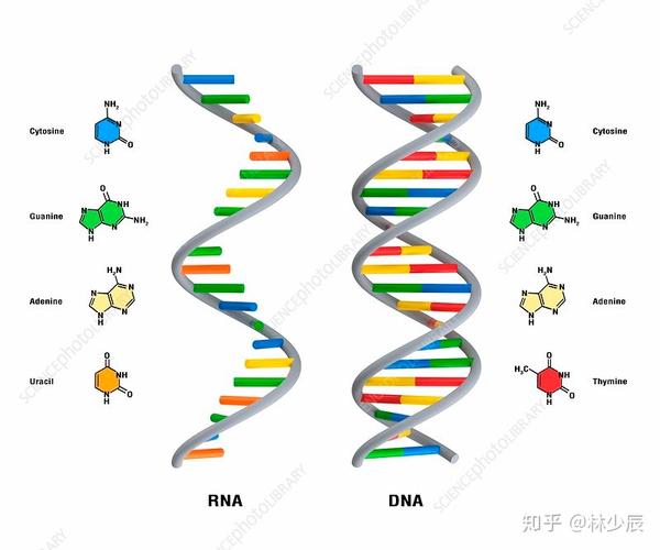 经过多次的复制和聚合,双链dna在环境中显示出比单链rna有更强的稳定