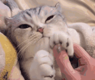 你想象不到,猫在时尚界的咖位!