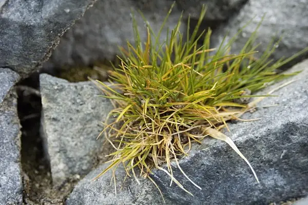 【科普】南极那么冷,有植物存在吗?