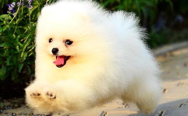 在北京纯种博美犬什么价