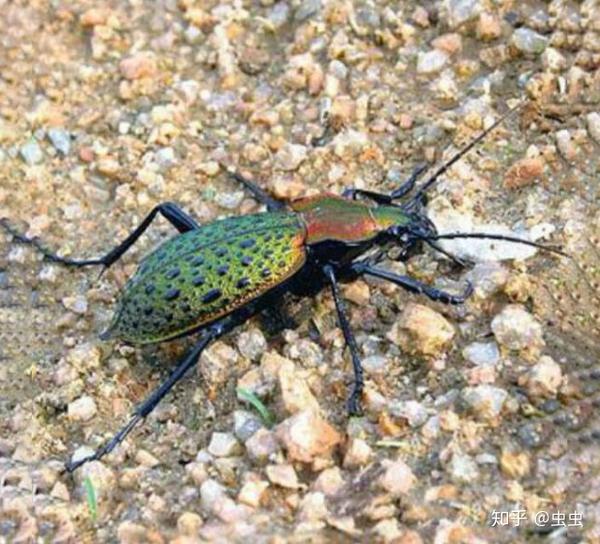 金步甲图片 zhuanlan.zhihu.com