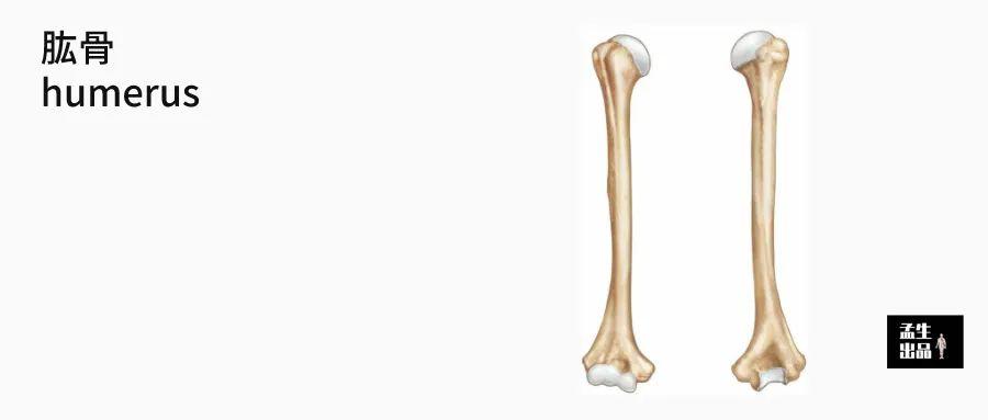 肩关节肌骨解剖学第三讲肱骨