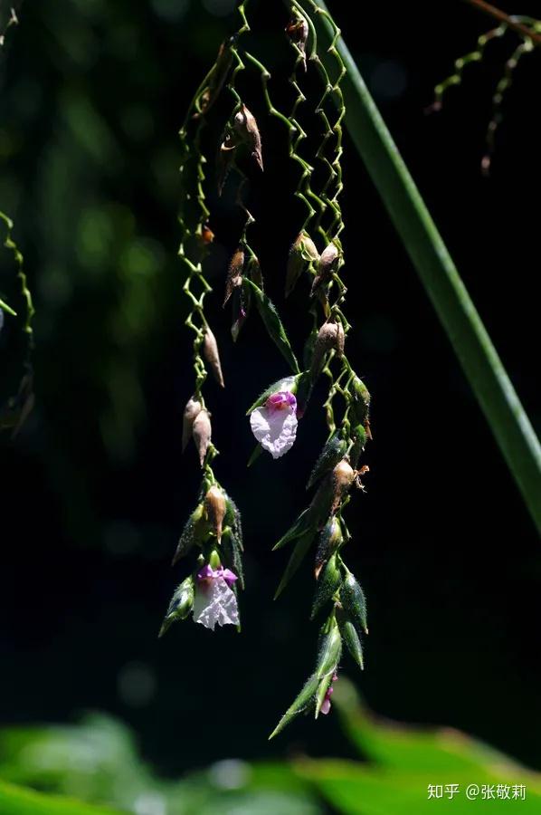 垂花再力花(张敬莉 摄)