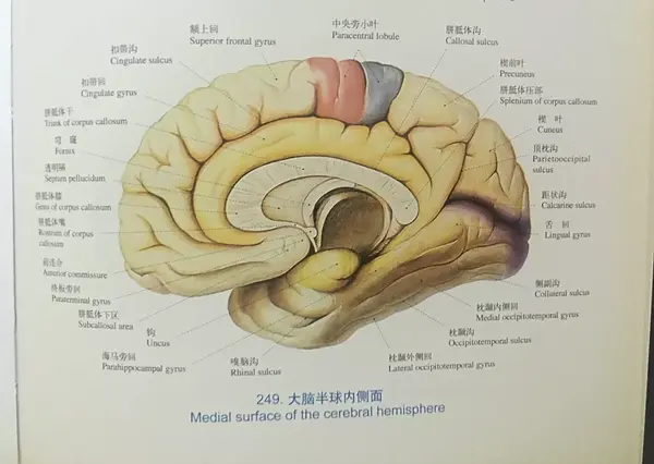 而这些大脑皮质表面的回和沟组成了大脑皮质的4个叶,即额叶,顶叶,颞叶