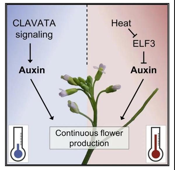 小肽整合生长素途径参与不同温度下拟南芥花发育过程