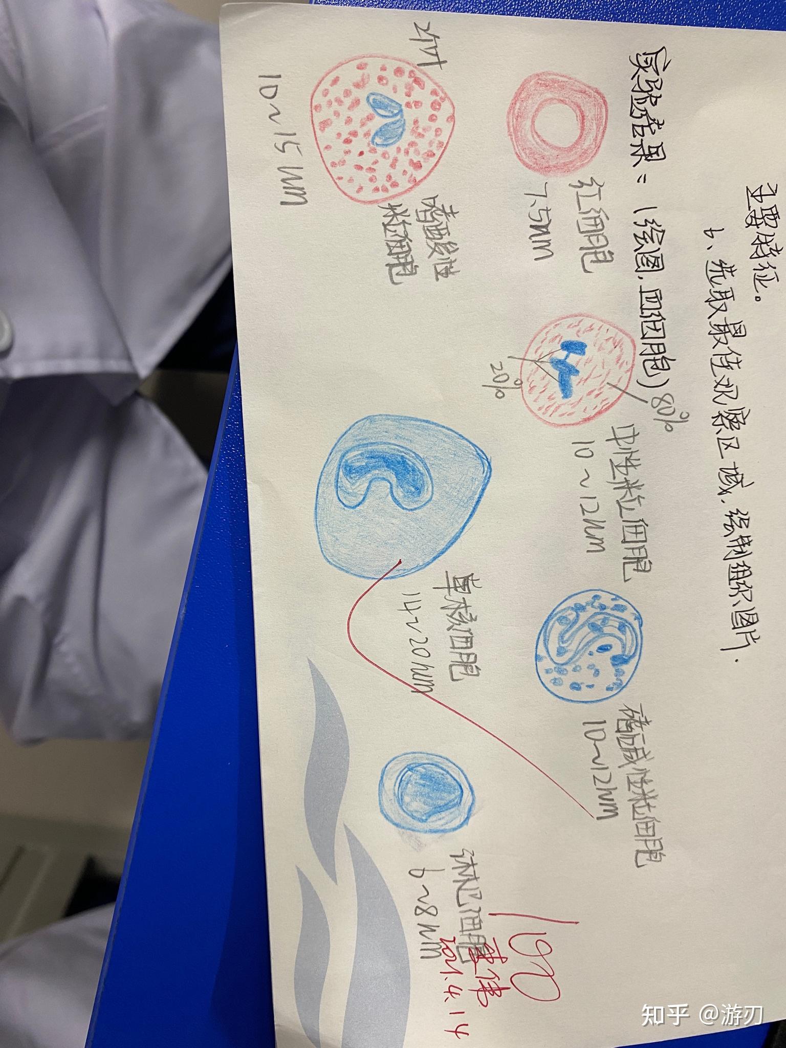 医学生组胚红蓝铅笔绘图集