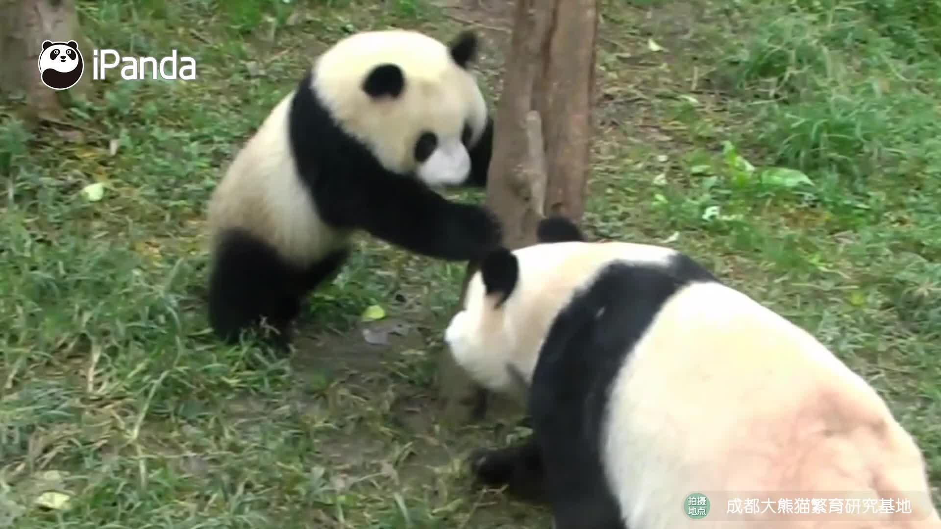 熊猫大战 知乎