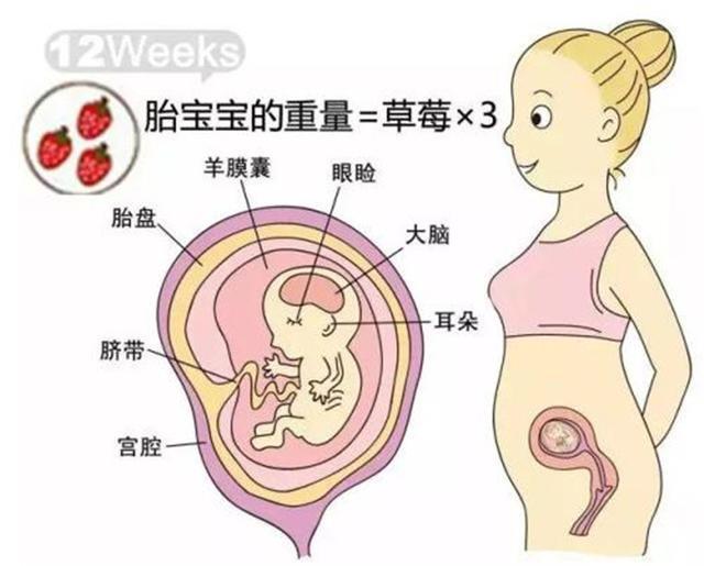 育儿说怀孕十二周腹中胎儿的不同性别有哪些区别