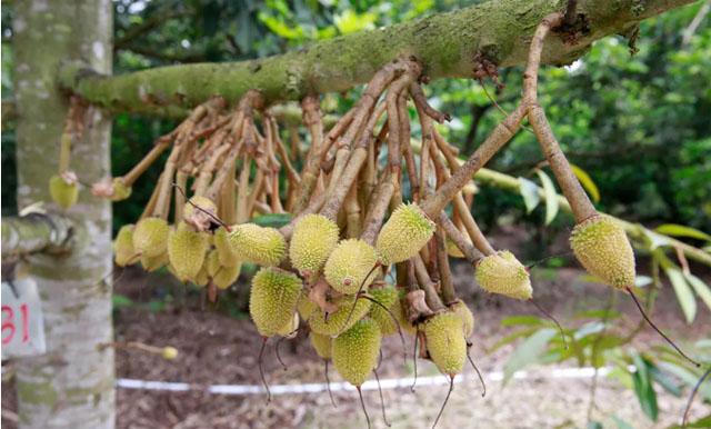 海南榴莲种植热度持续上升能大规模商业种植吗