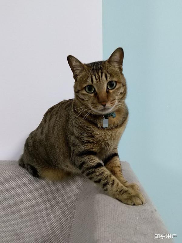 世界名猫那么多,为什么你选择了狸花猫?