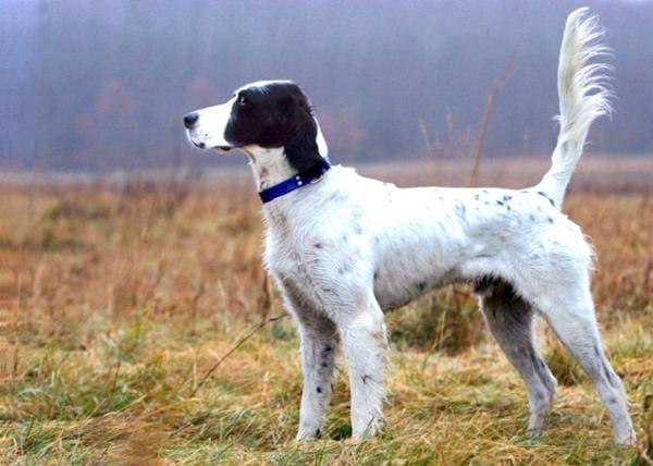 优雅充满活力的英国雪达蹲猎犬englishsetter