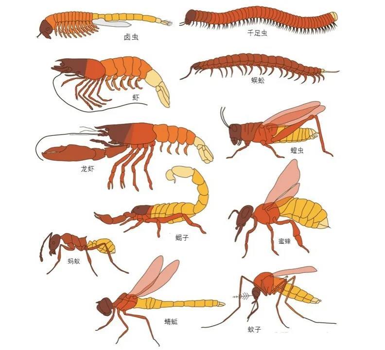 同为节肢动物虾蟹和昆虫有什么区别