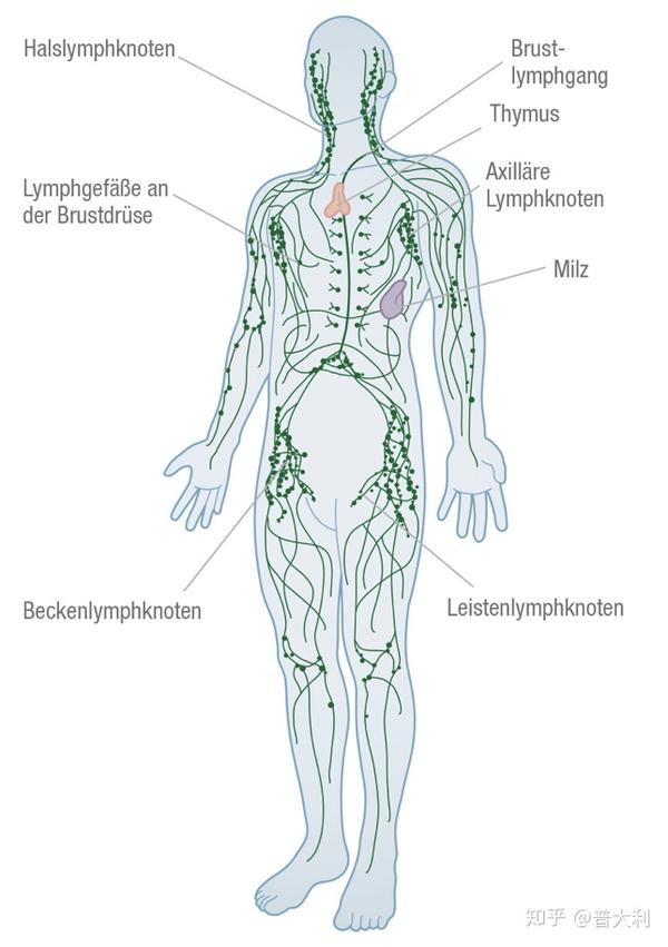全身淋巴系统结构,图片来源网络,侵删