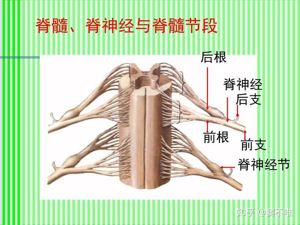 ⑷,下图是神经细胞的结构示意图,可以看出神经细胞末梢的感觉感受器