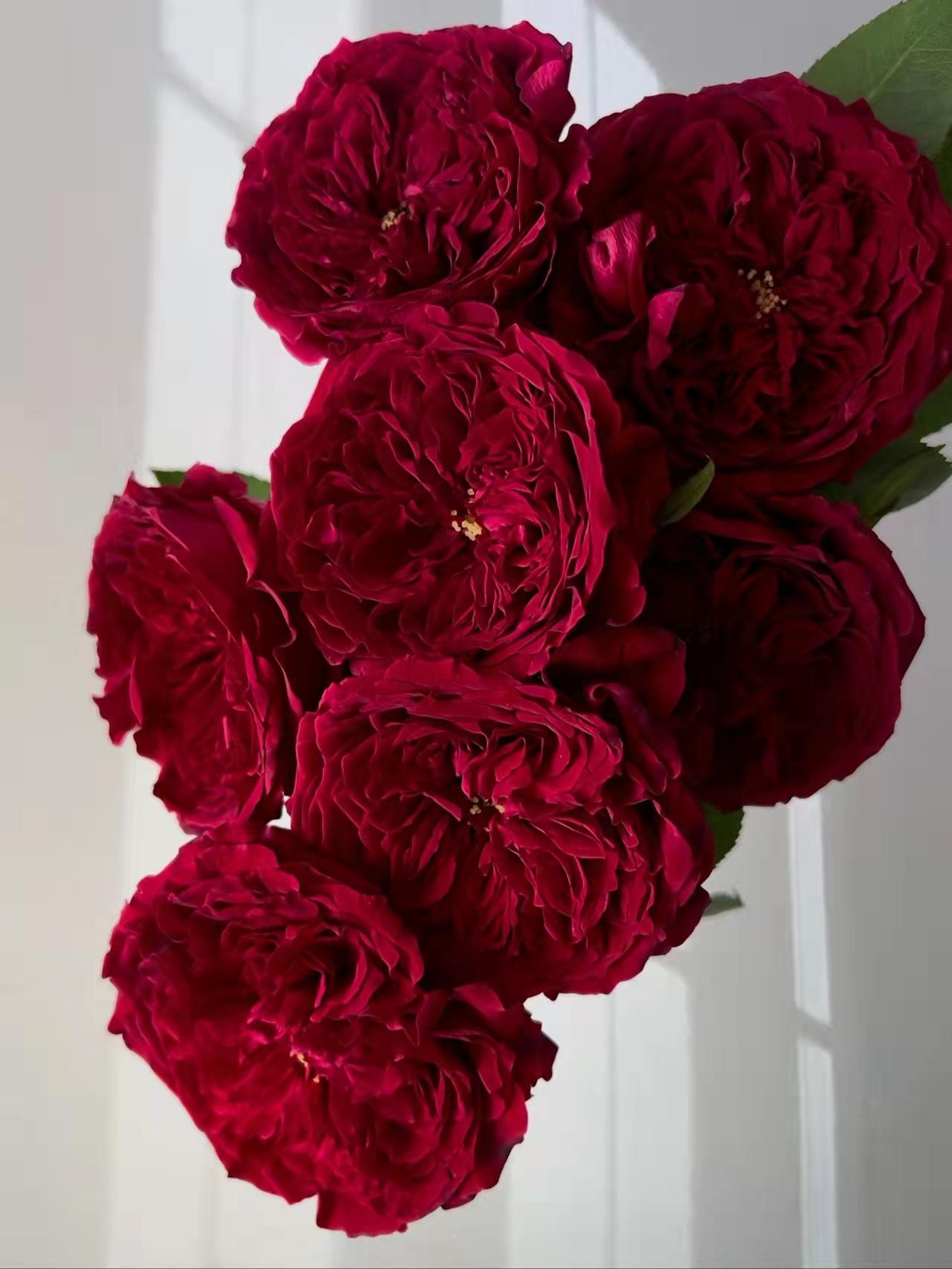 34 | 大卫奥斯汀苔丝玫瑰,红色系贵族色彩!