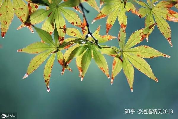 1, 《 秋雨夜眠》 凉冷三秋夜,安闲一老翁.卧迟灯灭后,睡美雨声中.