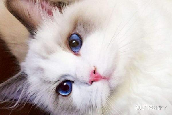 布偶猫的眼睛都是蓝色的吗?可以通过眼睛来判断纯种!