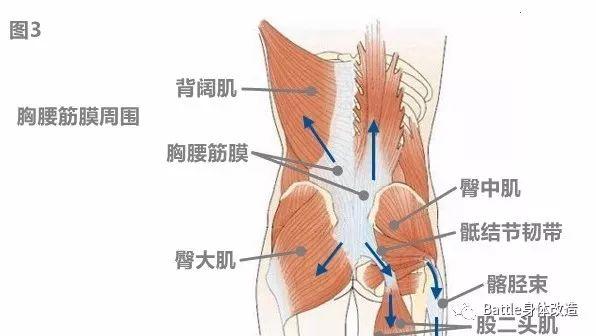 深蹲,硬拉与运动性腰痛(上)