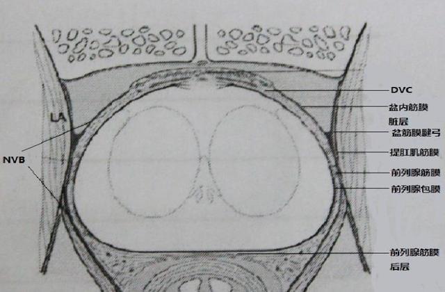 带你深入了解人类的前列腺结构,解决你对前列腺的疑问