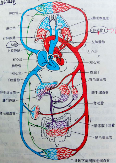 先来认识心脏和肺血管的大体结构.