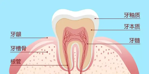 牙髓,牙本质,最外面的是半透明的牙釉质.