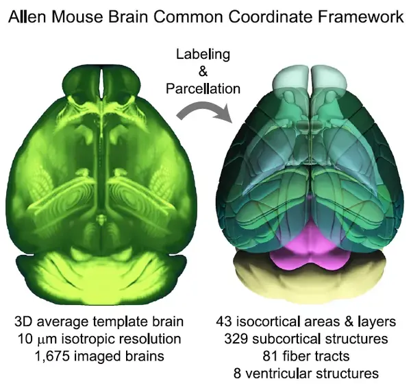 cell重磅发布第三代小鼠脑三维图谱