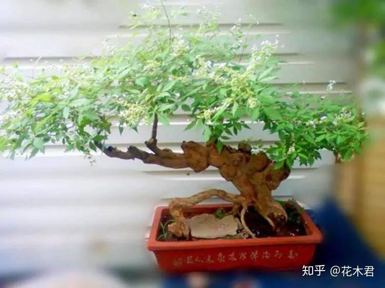 黄荆盆景的制作与养护经验浅谈