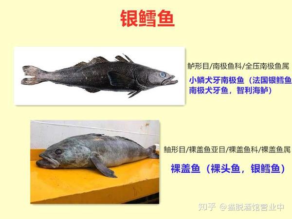【maotalk】鳕鱼购买指南 | 鳕鱼分类