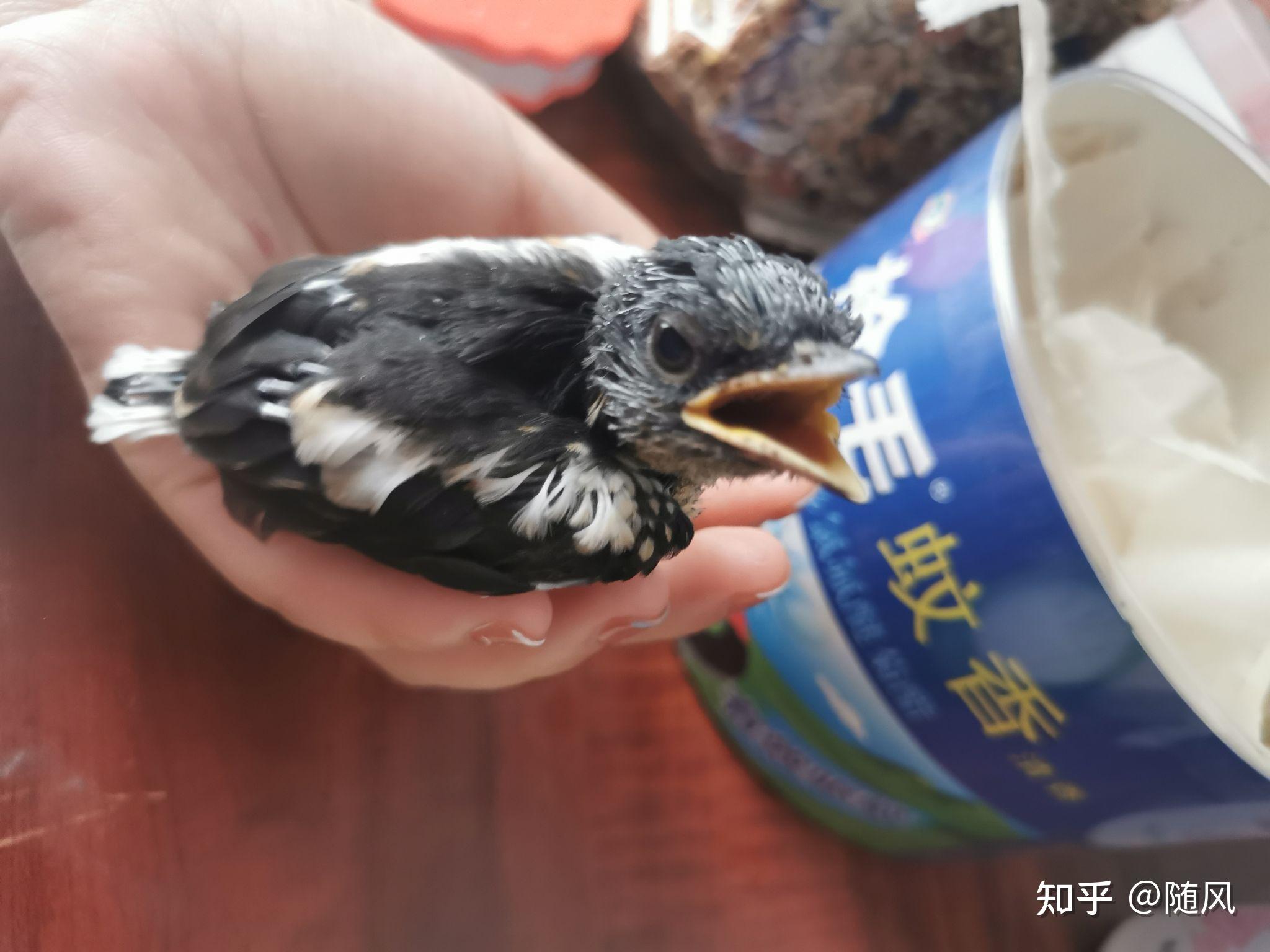 在家门口捡到一只毛没长齐的幼鸟好像是乌鸦怎么养它