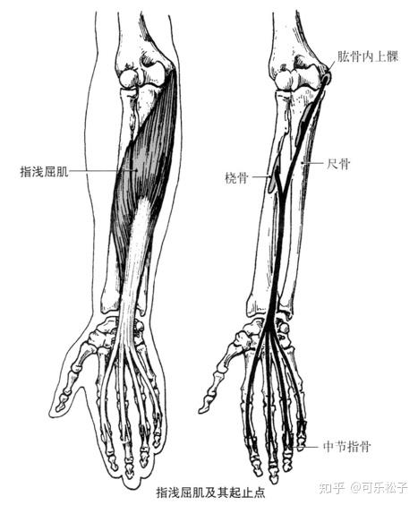 掌长肌 掌长肌是唯一肌腱在屈肌支持带表面的手部屈肌.